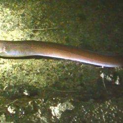 本日は多種の魚が釣れました！太刀魚、タコ、アオリイカ、オオモンハタなど